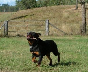 Wolfcrests Natural Born Bobtail Rottweilers