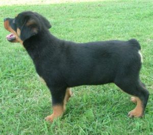 Rottweiler puppy standing