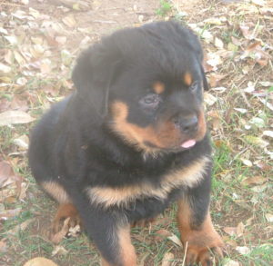 Bobtail Rottweiler pup