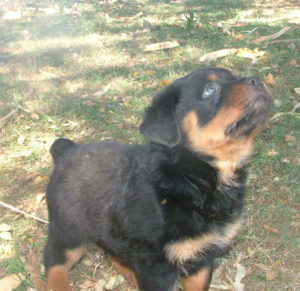 Rocky Bobtail Rottweiler pup
